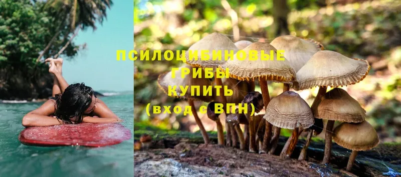 Галлюциногенные грибы Cubensis  Заволжск 